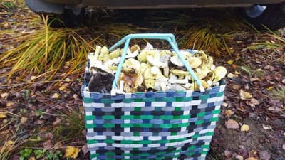 Грибов в лесу валом: грибники собирают даже затемно с фонариками