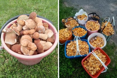 Грибы прут: и лисички, и белые, и подосиновики — собирают ведрами и корзинами