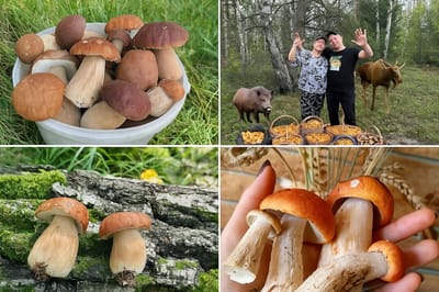 Грибы прут из-под земли: белорусы делятся рекордными сборами