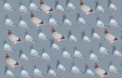 Сможете ли вы найти кошку среди голубей за 12 секунд?