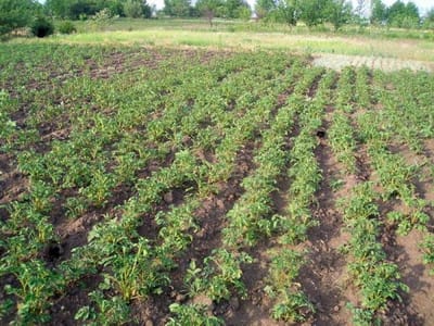 Картошка подмерзла — не беда. Вот что нужно сделать