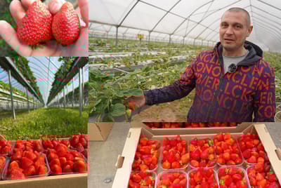 «Клубничный рай» под Слонимом: как работает теплица ООО «Квалита Агро»