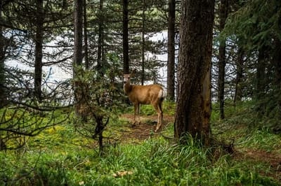 Когда и на каких условиях откроется охота на лося, оленя и лань в Беларуси