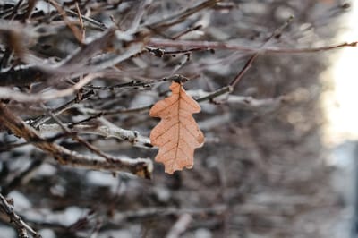 Когда на Гродненщине ждать первого снега, рассказали синоптики