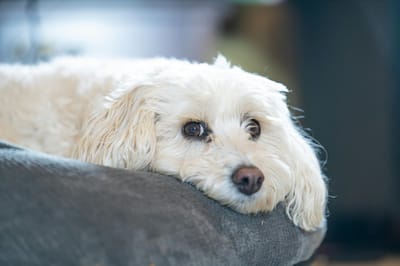 Кому можно будет не платить налог за собаку