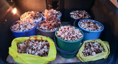 Лес сошёл с ума: грибы косят ведрами, корзины трещат, спины болят!