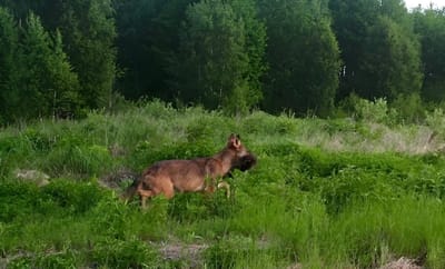 Лесники бьют тревогу: под Гродно бродит волк