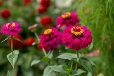 Лето дарит бонус: о погоде на Гродненщине 1-3 сентября