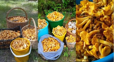 Лисичек — хоть косой коси! Грибники не успевают всё собрать