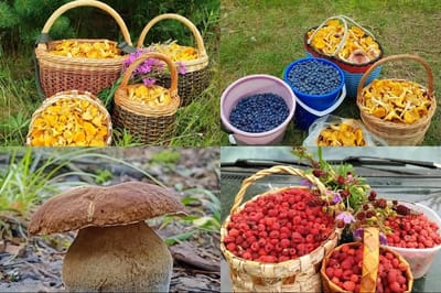 Лисички, белые, голубика и малина — всё сразу! Лето 2025 бьёт грибные рекорды