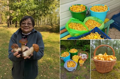 Лисички прут! Что с ними делать? Вот проверенный рецепт грибного лечо