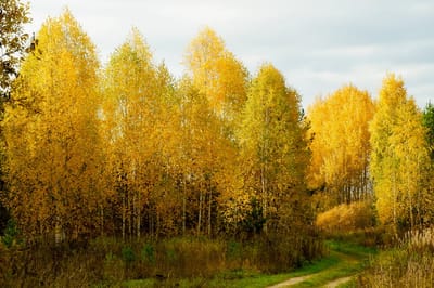 Листья с берез не облетели к 21 октября? Это важная примета