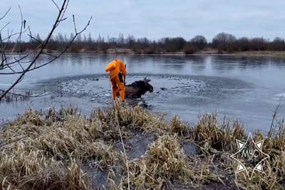 Лось провалился под лёд — на помощь пришли спасатели
