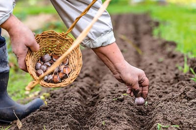 Лунный календарь садовода на октябрь: когда сеять, что убирать и как подготовить сад к зиме
