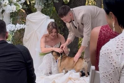 Миссию выноса колец молодожены доверили бульдогу – и вот как прошла церемония