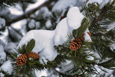 Мороз до -16 градусов: о погоде на Гродненщине 22-24 декабря