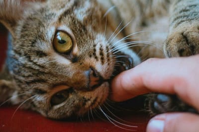 Мужчину укусила кошка: ему сделали шесть операций за девять дней!