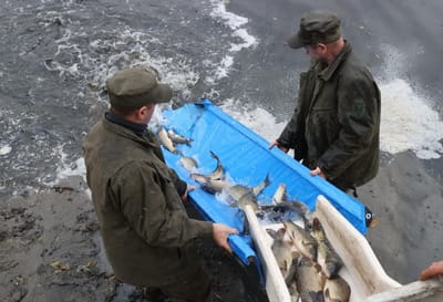 На Гродненщине зарыбили два водоема