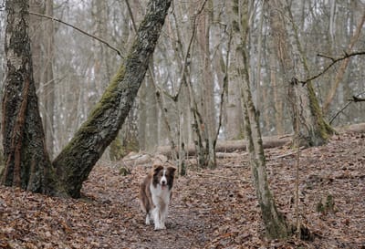 На Гродненщину идет тепло