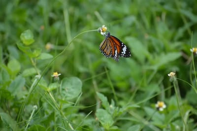 На Гродненщину надвигается жара. Какие температуры ожидаются в ближайшие дни?