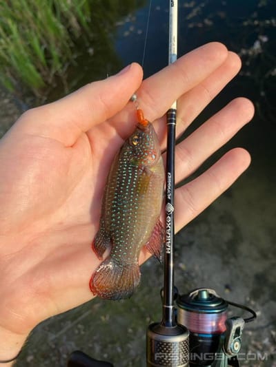 На удочку в Гомеле попалась рыбка из Африки