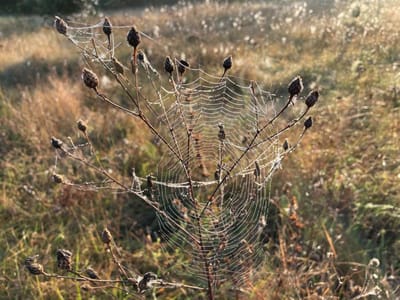 Наконец-то к нам заглянуло бабье лето. Какую зиму оно предвещает?
