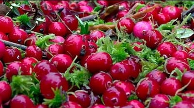 Названы даты начала сбора клюквы и брусники в Беларуси