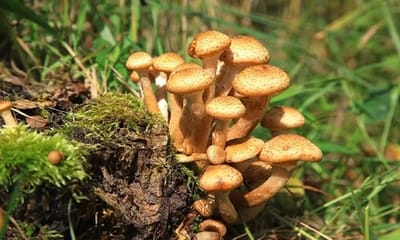 Не собирайте дачные грибы! Даже белые и лисички могут быть опасны