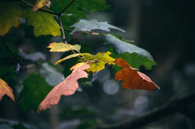 Не забудьте зонтик: о погоде на Гродненщине 11-13 сентября