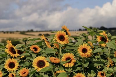 О погоде на Гродненщине 9-11 августа рассказали синоптики