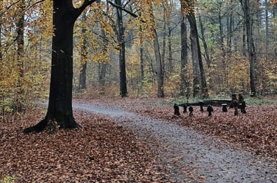 О погоде в Гродненской области 20-22 ноября