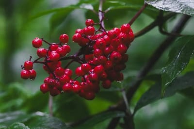 Облачно, дождливо и с грозами – о погоде на Гродненщине 25-27 августа