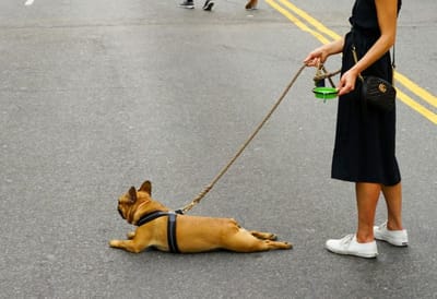 Очень просто: за 5 секунд определяем, не слишком ли жарко вашей собаке для прогулки