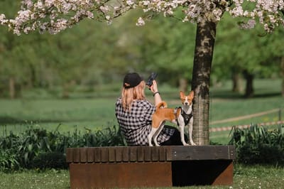 Они не лают и практически не болеют: уникальная порода собак покорила сердца людей