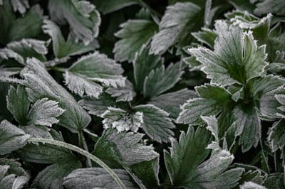 Опять заморозки. О погоде на Гродненщине 18-20 мая