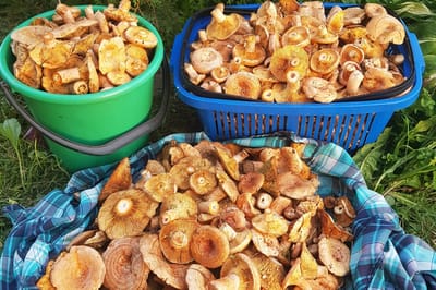 Опята, маслята и рыжики — белорусы хвастаются трофеями из леса