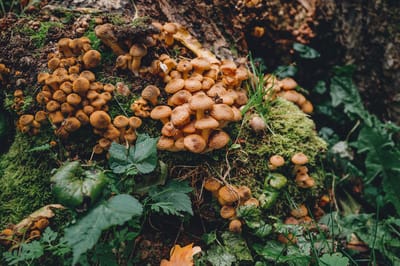 Опята в подмосковных лесах оказались с пугающим сюрпризом