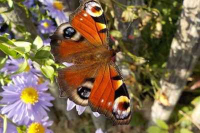 Осень пришла, но лето еще вернулось: на Гродненщине ожидается жара до 30 градусов