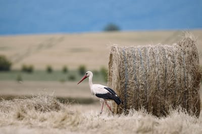 Осень вступает в права – прогноз погоды на ближайшие дни в Гродненской области