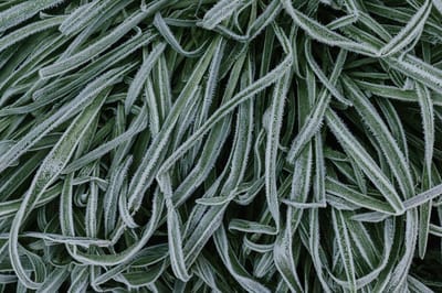 Осталась одна морозная ночь? О погоде на Гродненщине 19-21 мая