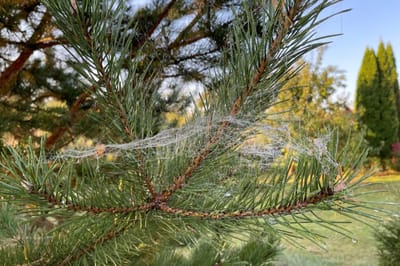 Остановятся ли ночные заморозки? О погоде на 25-27 сентября в Гродненской области