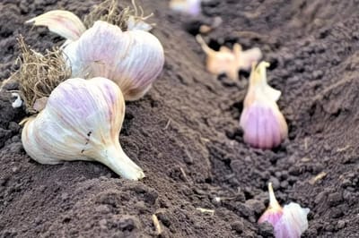 Озимый чеснок сажаю только проверенным методом – и всегда собираю богатый урожай