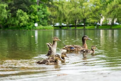 Передышка будет недолгой. Жара вновь накроет Гродненщину