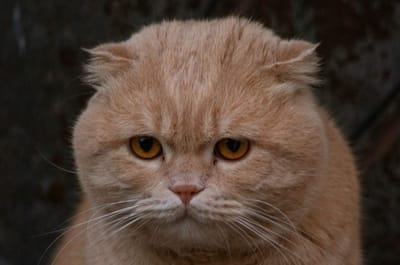 Первый в истории кот-преступник: его оштрафовали на 1250 евро за визит к соседям