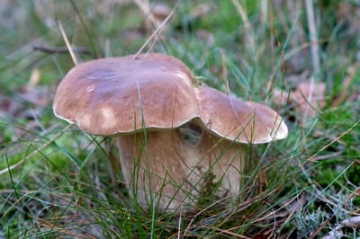 Почему отравиться можно даже съедобными грибами, объяснила биолог