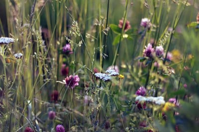 Погодная мозаика: прогноз на 25-27 июля по Гродненской области