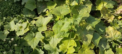 Пока другие теряют урожай, вы будете собирать огурцы ведрами — вот секретный рецепт