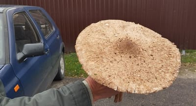 «Попробуй найди сковороду для такого гриба»: слонимчане собирают грибы-гиганты