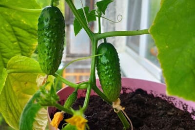 Посадила в обычный горшок — и к Новому году хрустящие огурцы на столе