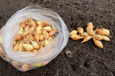 Посмотрите на березу: эта верная примета подскажет, когда сажать лук под зиму